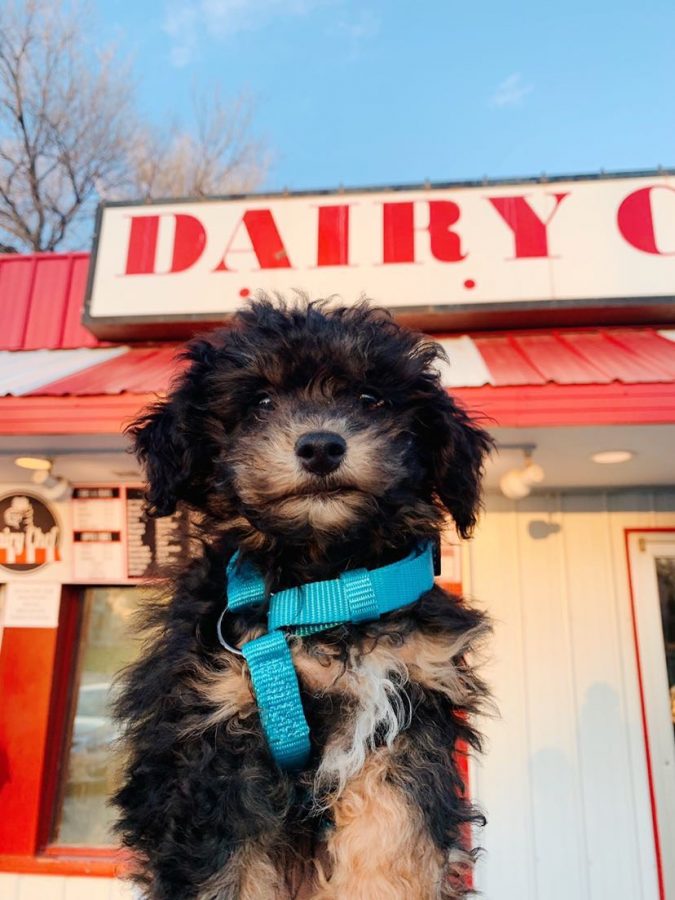 Michaela Palmer's Toy Poodle, Rocco.