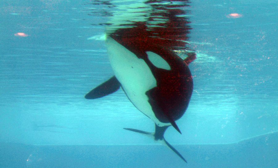 The+Truth+about+SeaWorld