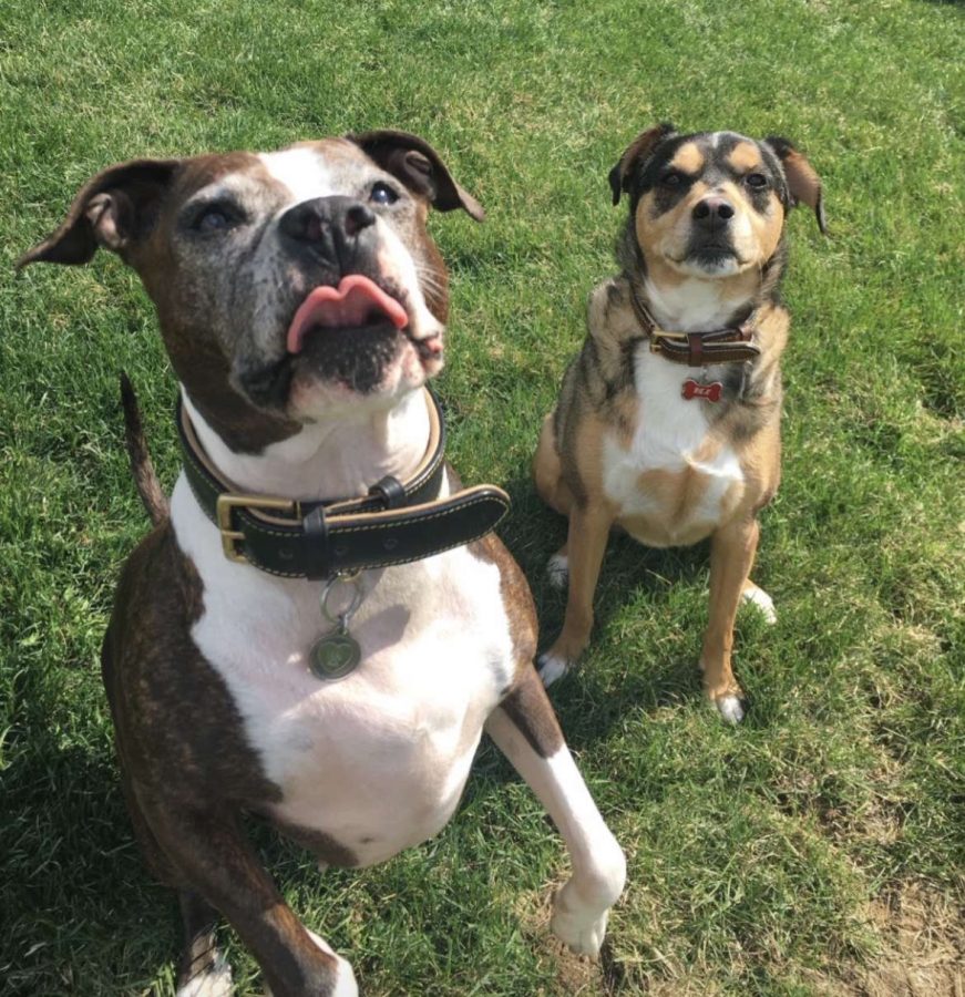 Junior Kendall Grasmick's dog's that were adopted from the Nebraska Humane Society. 