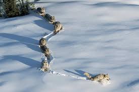A  depiction of a pack of wolves. It symbolizes the leadership the wolves have, as they are the last in the line, similar to senior leaders in high school athletics.